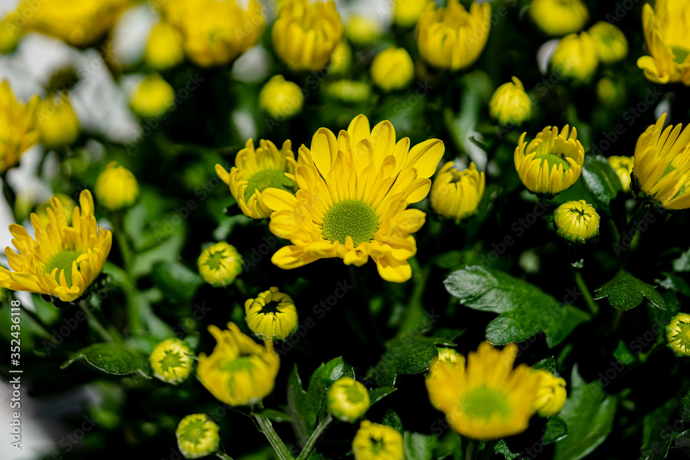 Chrysanthemenblüte