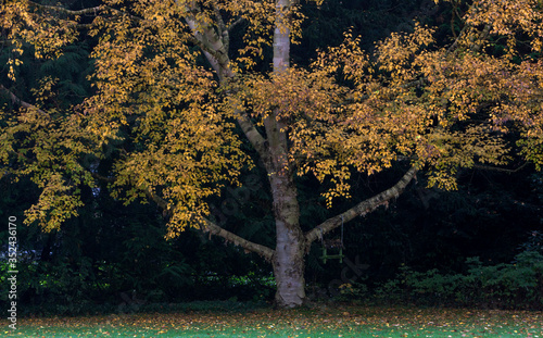 Fall. Autumn. Leaves and trees. Maatschappij van Weldadigheid Frederiksoord Drenthe Netherlands.  photo