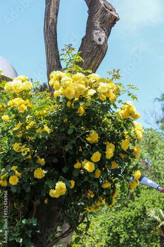 Yellow roses encircled a tree against a blue sky