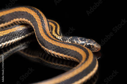 The striped keelback, Xenochrophis vittatus, is a species of snake found mainly in Indonesia isolated on black background photo