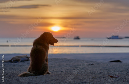 Stray dogs at a beach in Thailand during  sunset. photo