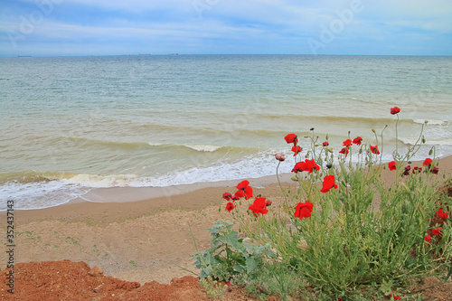 Wild poppies on a deserted seashore.