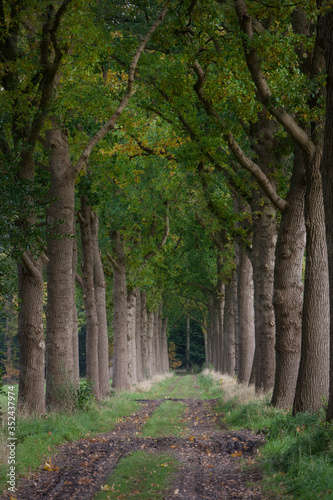 Fall. Autumn. Lanestructure and dirtroad. Maatschappij van Weldadigheid Frederiksoord Drenthe Netherlands. Beech trees.