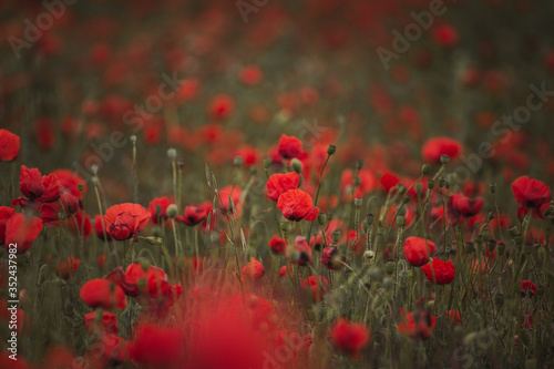 field of red poppies