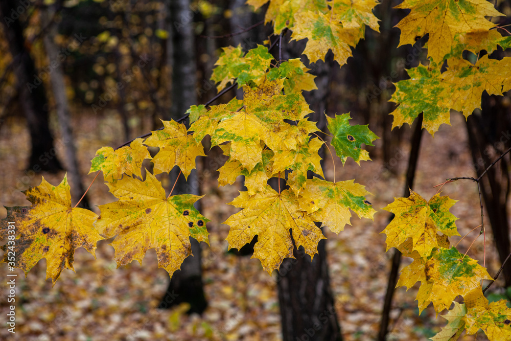 Fototapeta premium Yellow maple leafs in the park.