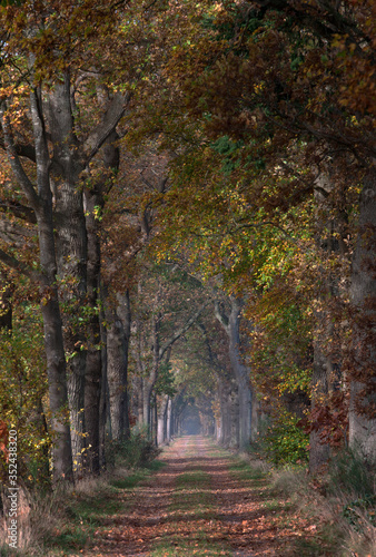 Fall. Autumn. Lanestructure. Dirtroad. Beechtrees.. Maatschappij van Weldadigheid Frederiksoord Drenthe Netherlands.  © A