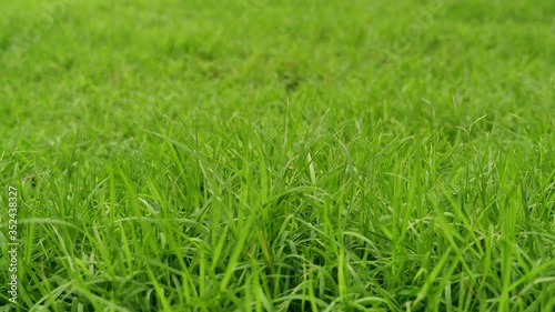 Close up of green grass background