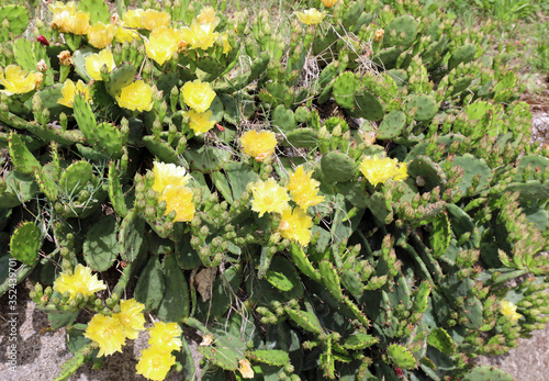 yellow cactus flowers which then become the juicy fruits called