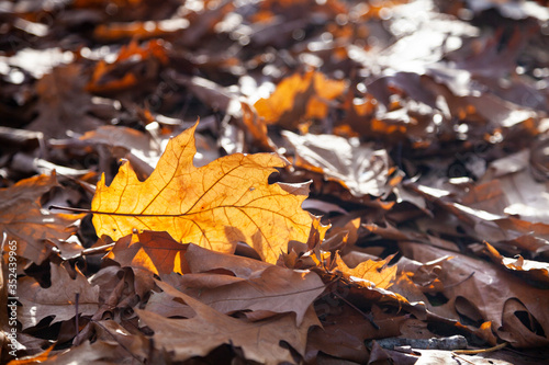 Fallen oak leaves in the sunlight.