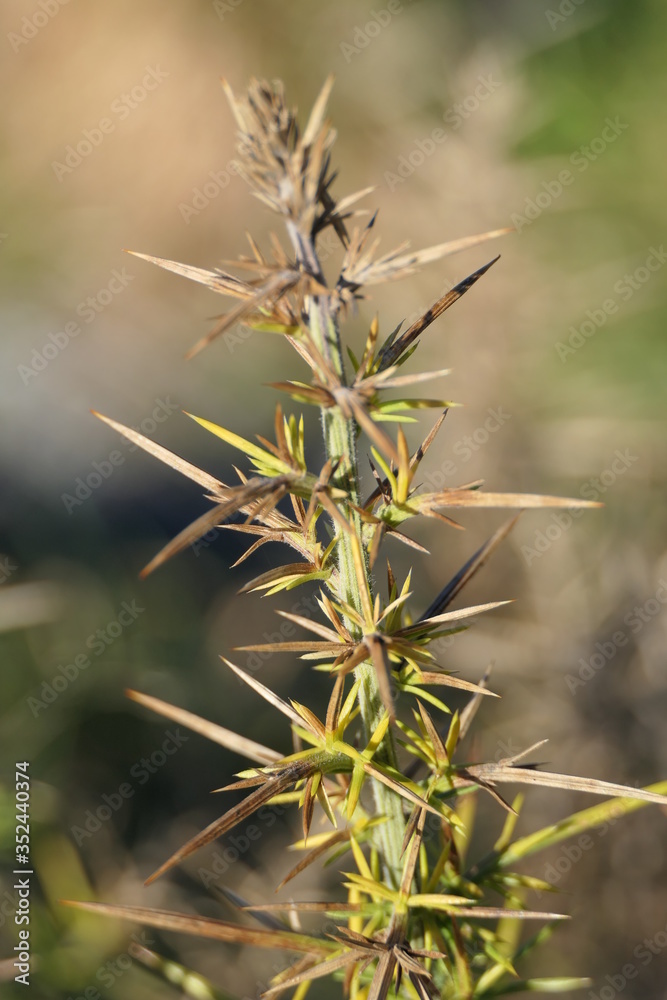 Φωτογραφία Close-up of a thorny and prickled plant