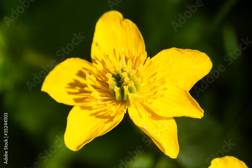 Close up of a yellow Meadow Buttercup flower. Also known as a Common, Giant, and Tall Buttercup.