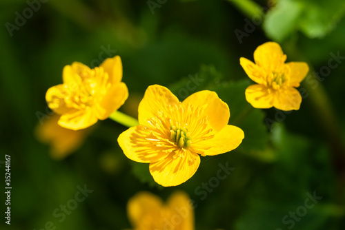 Close up of a yellow Meadow Buttercup flower. Also known as a Common  Giant  and Tall Buttercup.