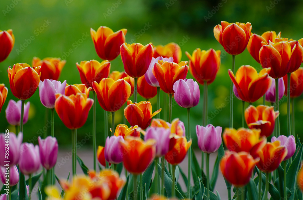 red and lilac tulips on a green background in the summer red and lilac tulips on a green background in the summer