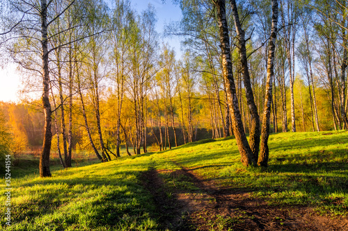 Sunrise or sunset in a spring birch forest with young green leaves and grass and path. Spring foliage.