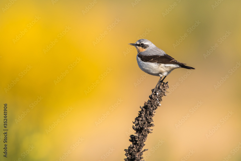 Common wheatear (Oenanthe oenanthe)