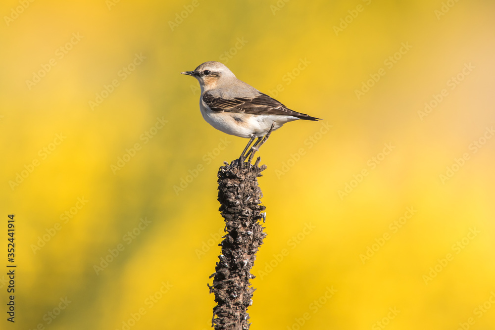 Common wheatear (Oenanthe oenanthe)