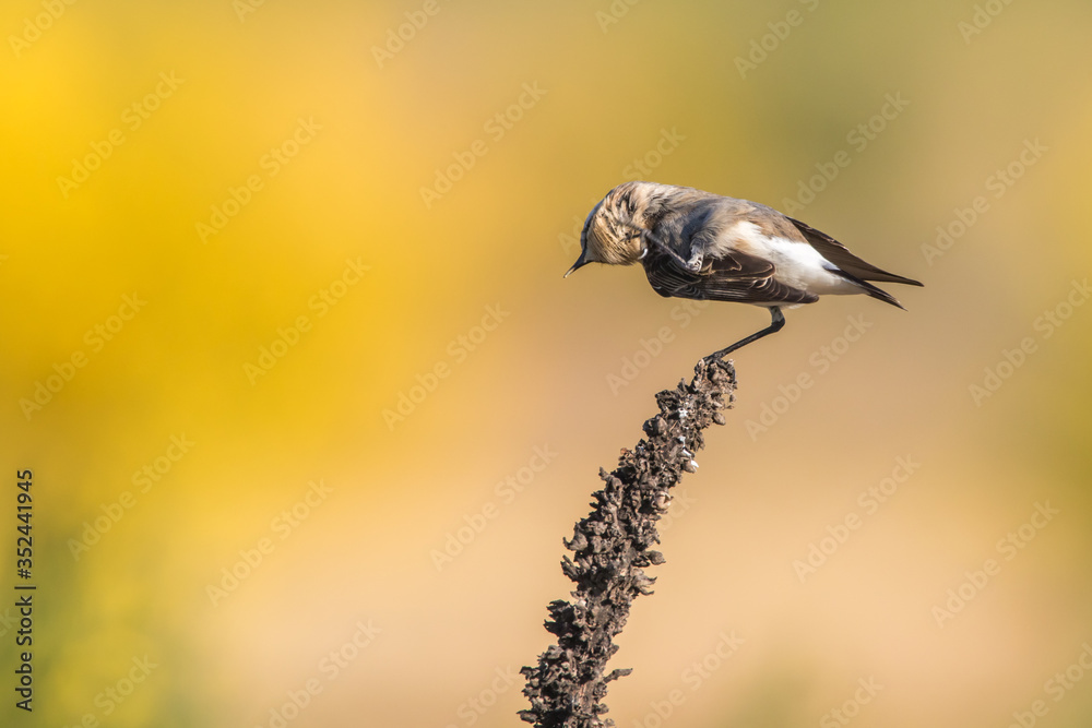 Common wheatear (Oenanthe oenanthe)