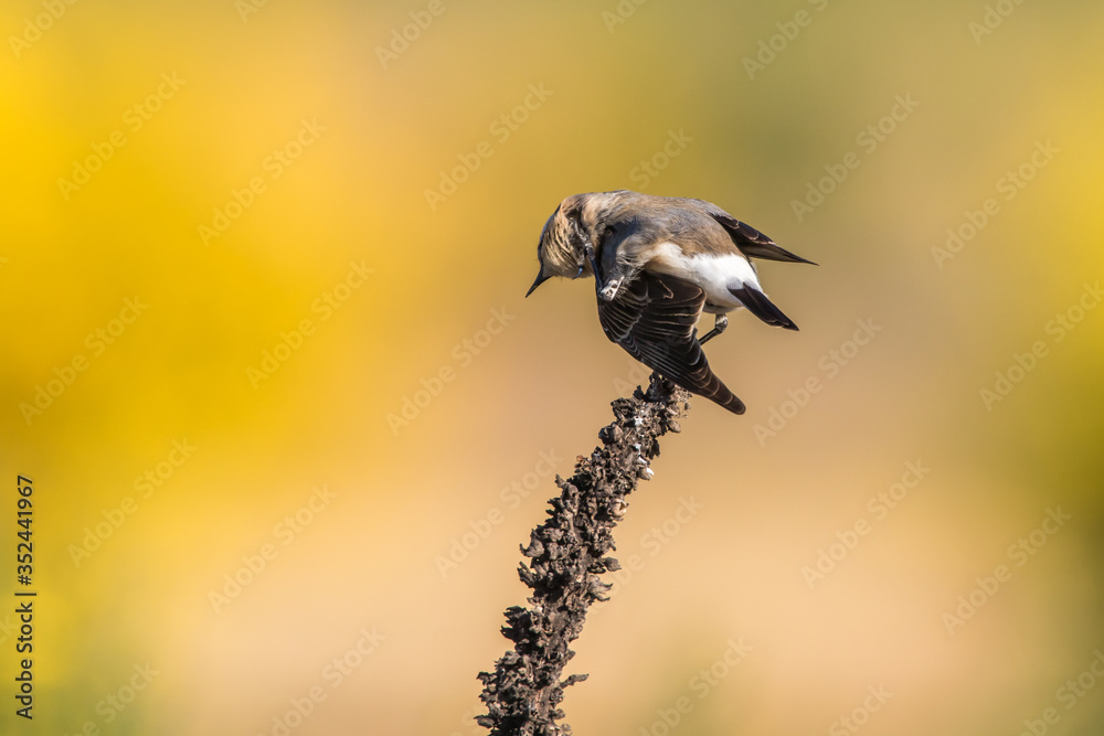 Common wheatear (Oenanthe oenanthe)