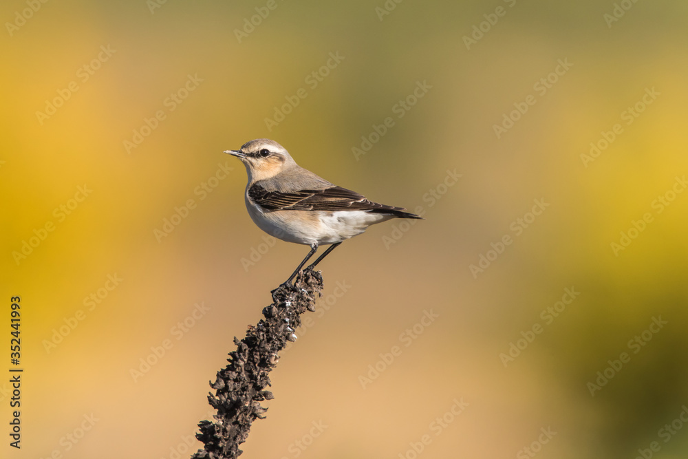 Common wheatear (Oenanthe oenanthe)