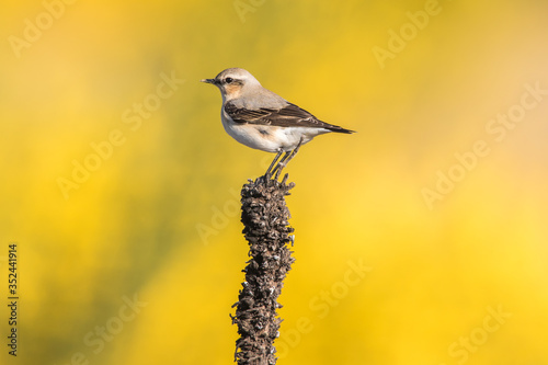 Obraz na płótnie Common wheatear (Oenanthe oenanthe) w salonie