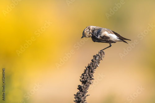 Obraz na płótnie Common wheatear (Oenanthe oenanthe) w salonie