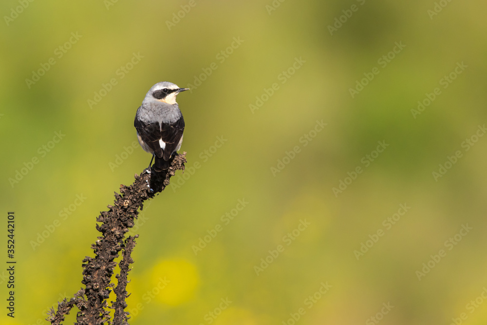 Common wheatear (Oenanthe oenanthe)