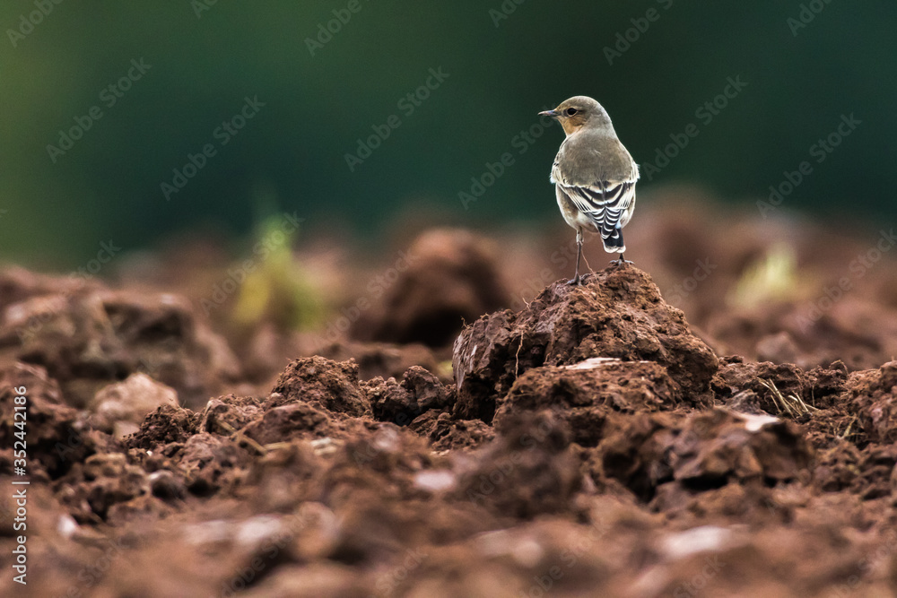 Common wheatear (Oenanthe oenanthe)