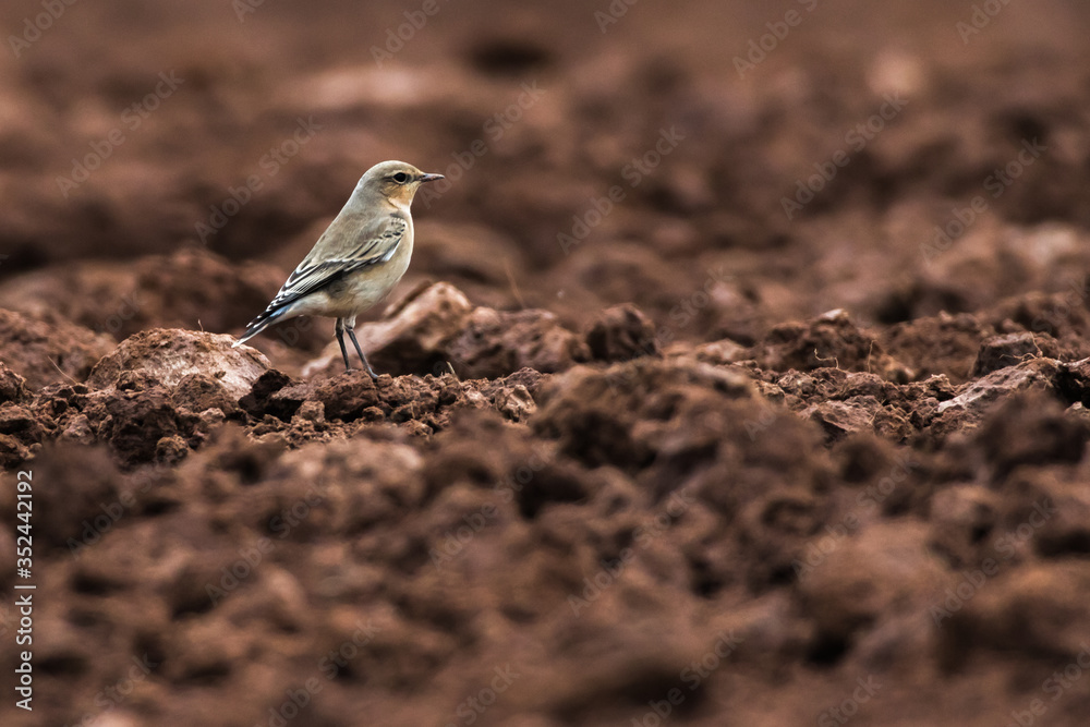 Common wheatear (Oenanthe oenanthe)