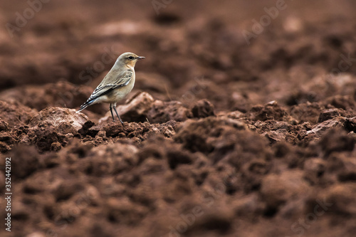 Obraz na płótnie Common wheatear (Oenanthe oenanthe) w salonie
