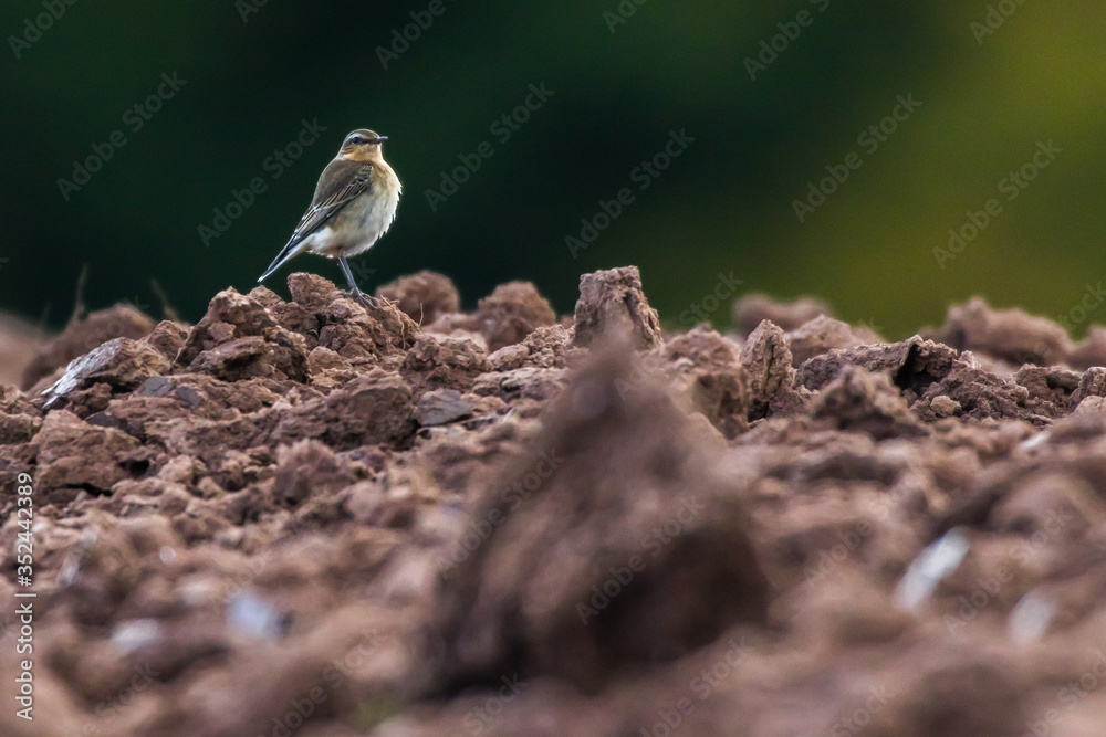 Common wheatear (Oenanthe oenanthe)