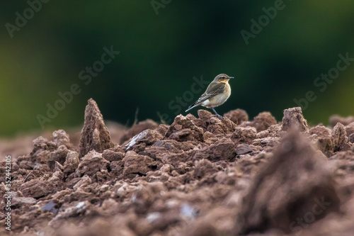 Obraz na płótnie Common wheatear (Oenanthe oenanthe) w salonie
