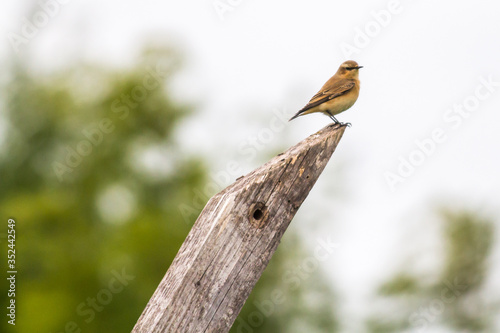 Obraz na płótnie Common wheatear (Oenanthe oenanthe) w salonie
