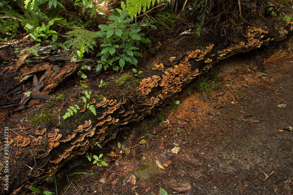 Obraz premium Forest on Mangawhero Forest Walk in Ohakune,Manawatu-Wanganui Region on North Island of New Zealand 