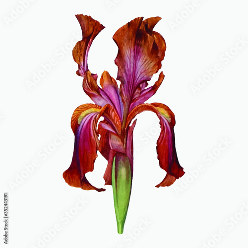 Vintage Iris flower illustration vector