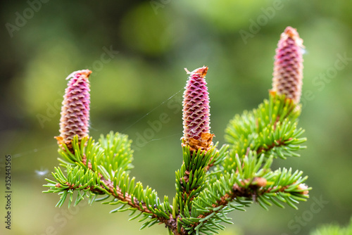 Rare coniferous plants. Blooming tree Spruce Acrocona (Picea abies Acrocona), the cones look like a pink rose. Soft needles of pale green colour.