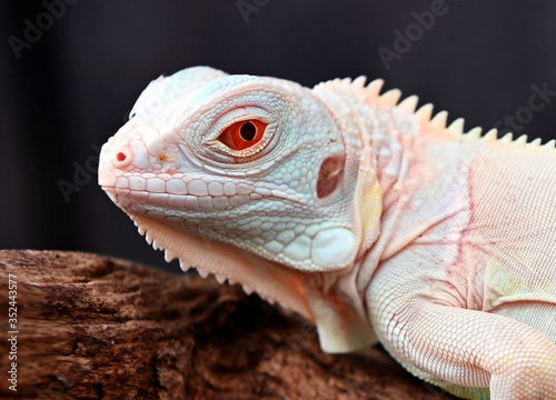 iguana head