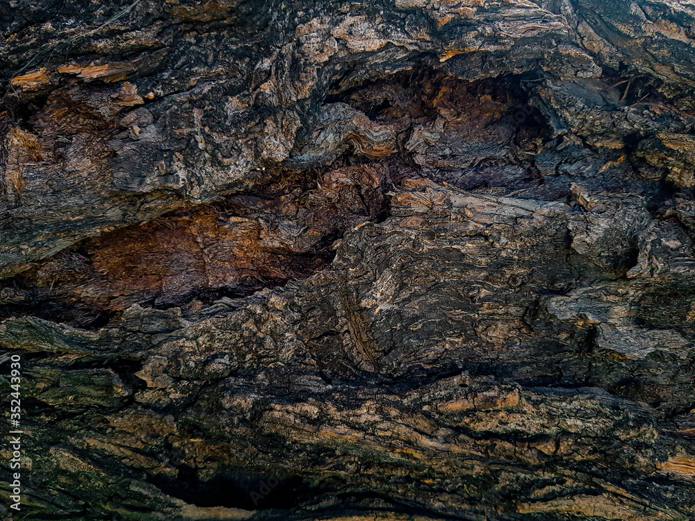 Old tree bark textured background, closeup