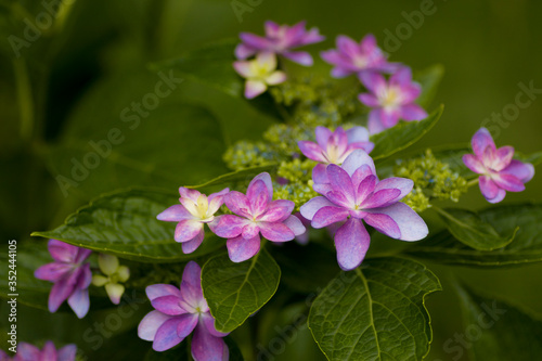初夏の花