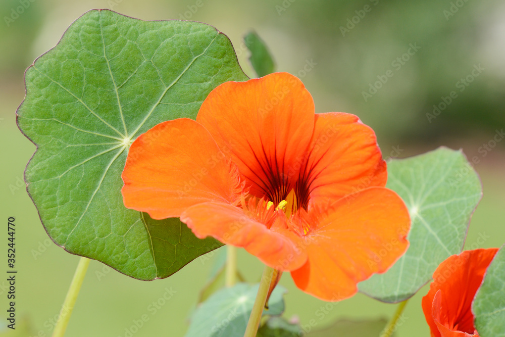 garden nasturtium flowering in the nature garden nasturtium flowering in the nature