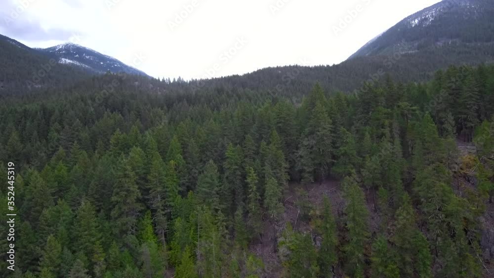 Flying above forest trees Flying above forest trees