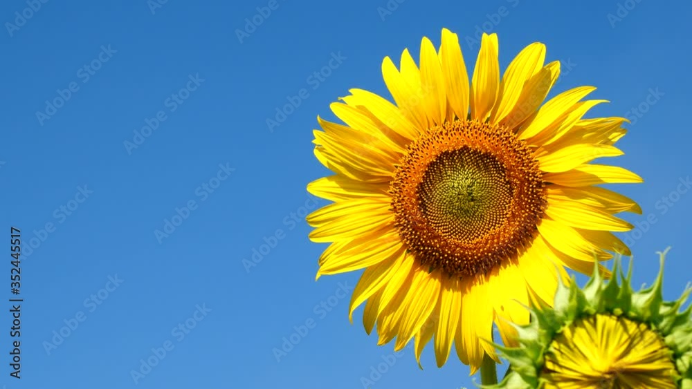 a beautiful sunflowers in the blue sky a beautiful sunflowers in the blue sky