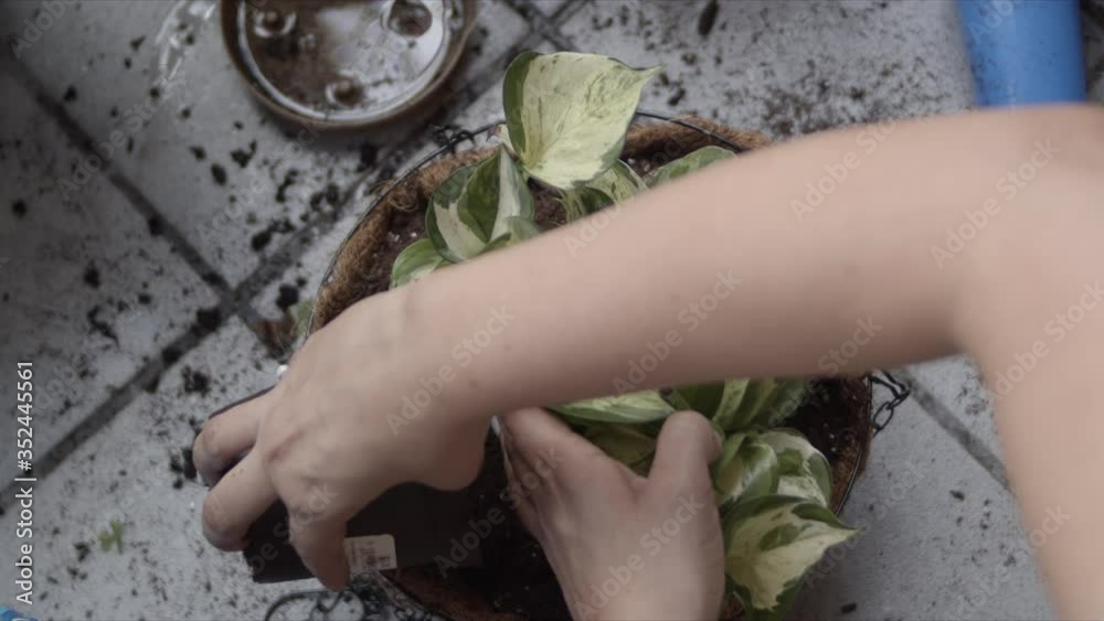 Hands of anonymous woman transplanting plant in larger pot Hands of anonymous woman transplanting plant in larger pot