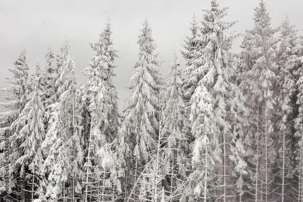 Obraz premium Winter forest with snow-covered fir trees high in the mountains. 