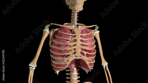 Lung Breathing Loop