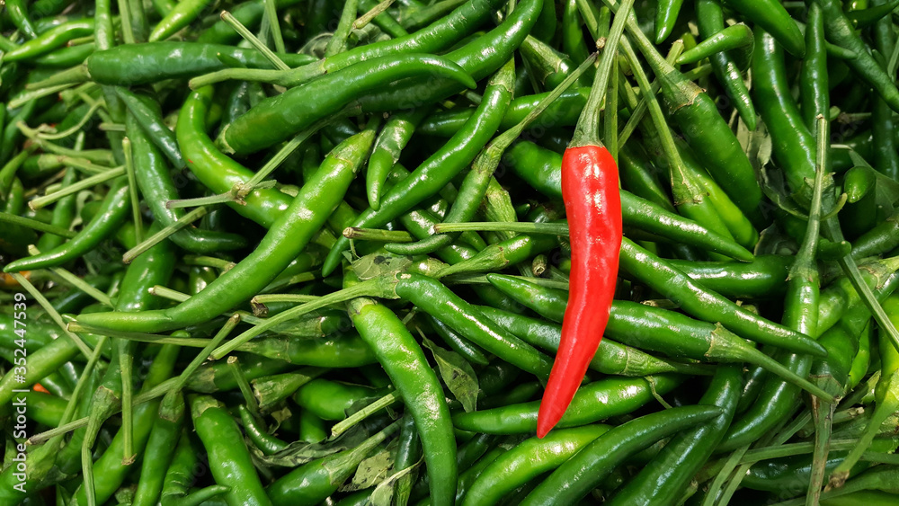 Red chili pepper on green chili peppers background