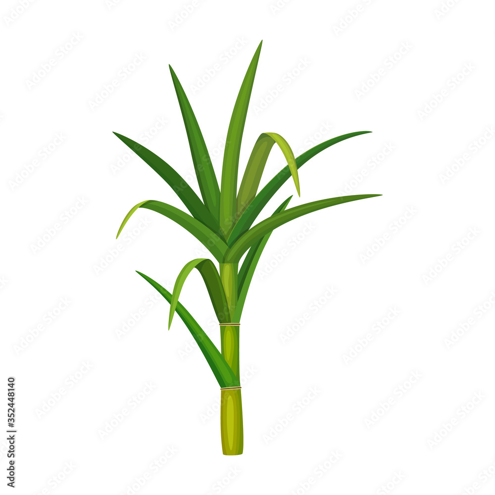 Leaf sugar cane vector icon.Cartoon vector icon isolated on white background leaf sugar cane. Leaf sugar cane vector icon.Cartoon vector icon isolated on white background leaf sugar cane.