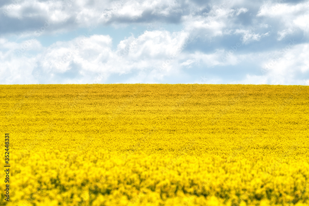 Yellow rapeseed field and blue sky on horizon Yellow rapeseed field and blue sky on horizon