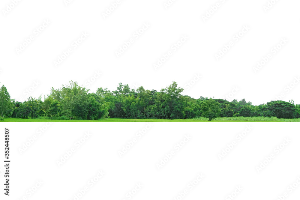 Obraz premium View of a High definition Treeline isolated on a white background