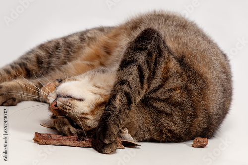 Obraz na plátně Cute little tabby cat tumbles on white background, playing with a piece of drying food, dehydrated beef lungs