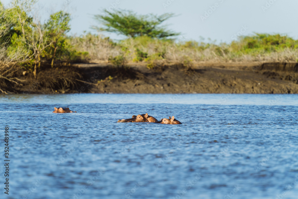 Flusspferde im Wasser Afrika, Kenia